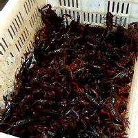 ��ĩ���Ѿ۲ͣ�С��Ϻ�ڼ�������������ζ���Ե�ˬ����