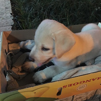 ��ƪ��С�����������ѡ�ʺ��Լ����ĳ���