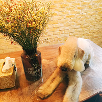 ���ڴ�����ȥ���������ˣ�˳�㻹��������һֻС��顭