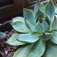 �Ⱦ��ҵļ����� ��֪����ȱˮ����ȱ̫�� ̯�����