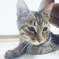 һֻ����ճ�˵�С�껨�����