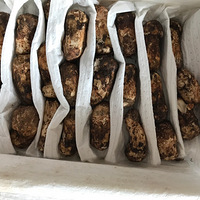 �����׵����帯��һ��