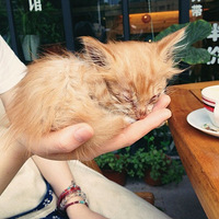 ��Ȼ����ֻ��԰è����Ȼ��ֻ��һֻ�۾�������������ȴ�������ģ�