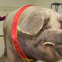 ȫ����֮���������������1800�