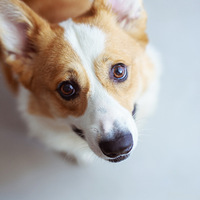 �ȳ衪���ߵĶ��Ʋں��ӡ��հס�