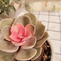 �����Ź�������⣬