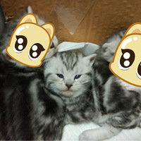 �Ҽ��������������óɳ���