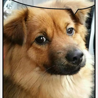 ���ȹ����ɼ�