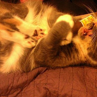 ����˭�����ģ���è�ݳԵ�ã����è���Ц��Ƭ