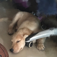 �Ҽ�С��ë�ĸ�������˯��