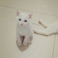 2ֻС��è�������