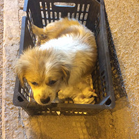 ��ͷ�¸���һֻ����ͼ�ֻ�̹���������·��