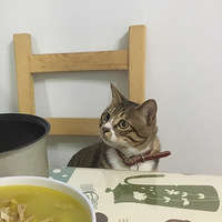 һ�������ȥռλ�õ�è������ɣɣ��