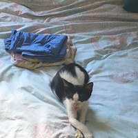 ��Ҳ�������Ҽҷ�����è