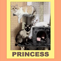 ��ɵ���ֱ�����