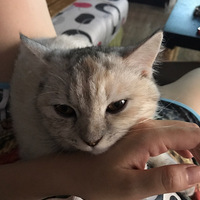 ���������۾�����ҪϹ�ˣ���������