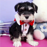 �װ���С����