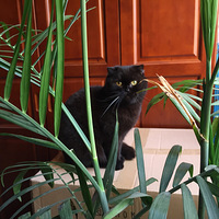 ����è��ζ��ÿ�춼�ڶ�èè