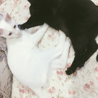 �Ҽ�С������èѢ����Ƥ����ѽ��