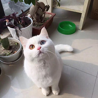 ������ͫӢ�� �����