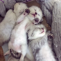 Сè�����������˯���ǳԣ�����ѽ��ľ�У�