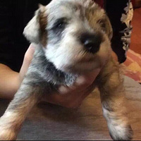 ��ɹһ���ҵ�ѩ����