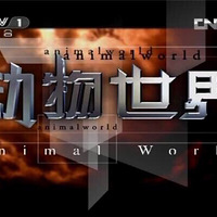 ����ƭ����������������԰�ĺ���������������ô�ɰ���