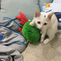 ÿ�챻��̤�ļ�