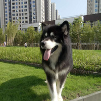 4�갢��˹�ӣ�Ѱ��һ�������ˣ�����������