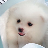 ����һ�����µ�СYoMi������������