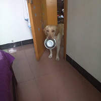 ���͵��ճ�