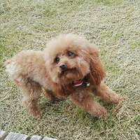 �����ȳ�ϲ�ֶ�