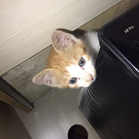 ������С��è��è������