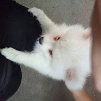 ɶ����������Ħ����������