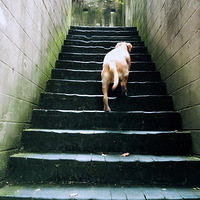 ̽�������磬ż��С����