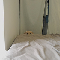 �ݸ羹Ȼ�����