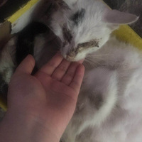 ¥����Ȼ�����èѰ���µ�����