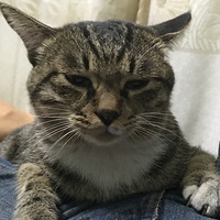 �ҼҶ��������ˡ���̩�� ���䣺5��� ��è ����è