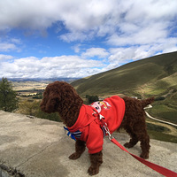 �������μǡ������׿��δ���