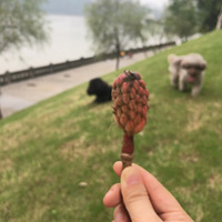 �������μǡ�������������������԰