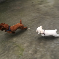 �������μǡ�С椶��Ͷ������మ��ɱ