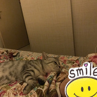 ճ�˵�С����