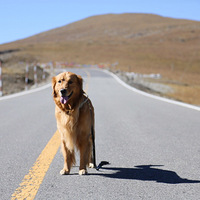 �������μǡ��°����Ĵ���go!go!go!