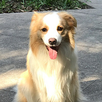 ��ɫ�����ܵ������