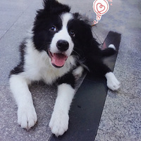 �������μǡ����������������߶�ʮ����