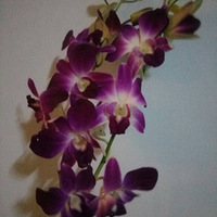 ̩����̫��