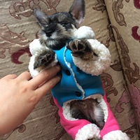 ѩ����Сϱ������ʮ���� ������Ӧ