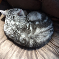 �þ�û��è������Ƭ��