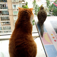 è�������С���ǵ��ճ�