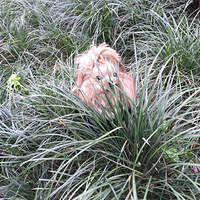 Լ���ĵܵ���ϱ���ˣ�